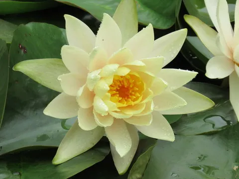 彩票Logo